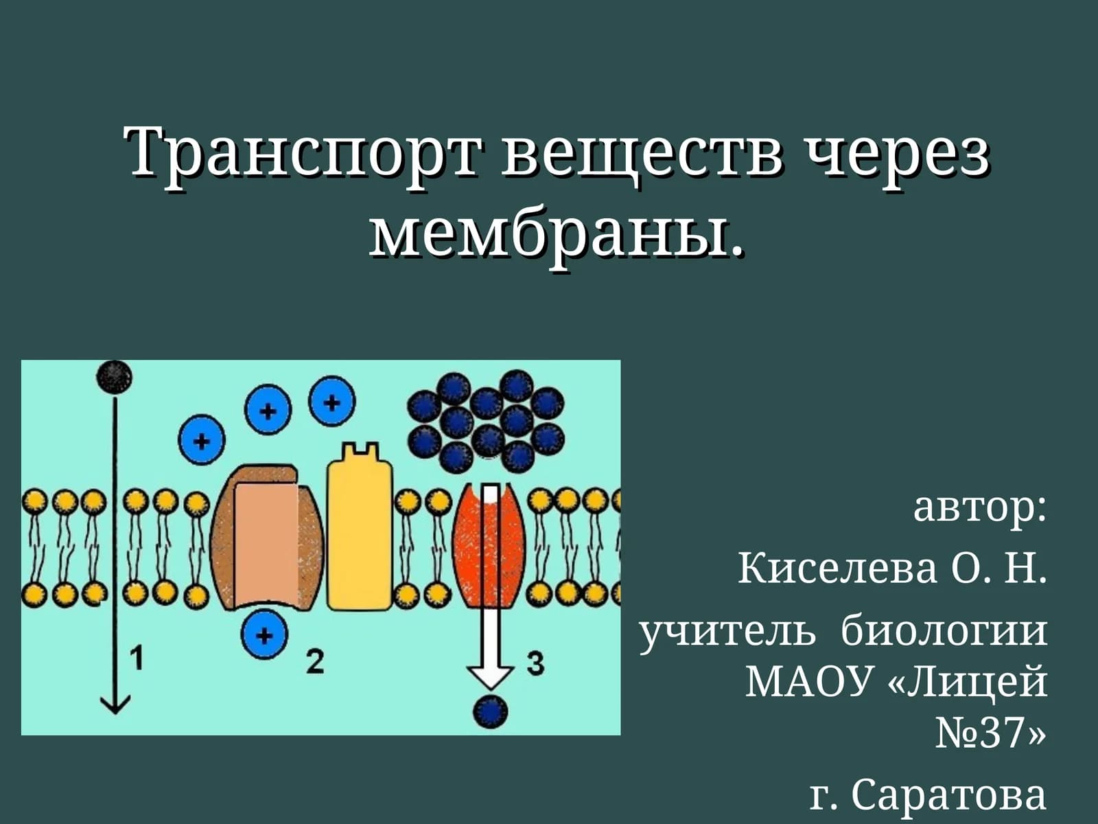 Транспорт веществ через мембраны