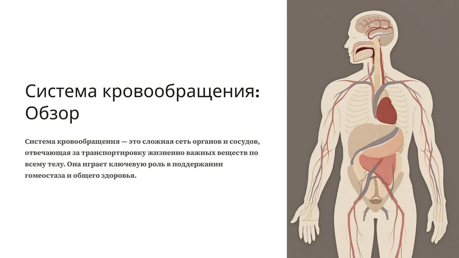 Система кровообращения: Обзор