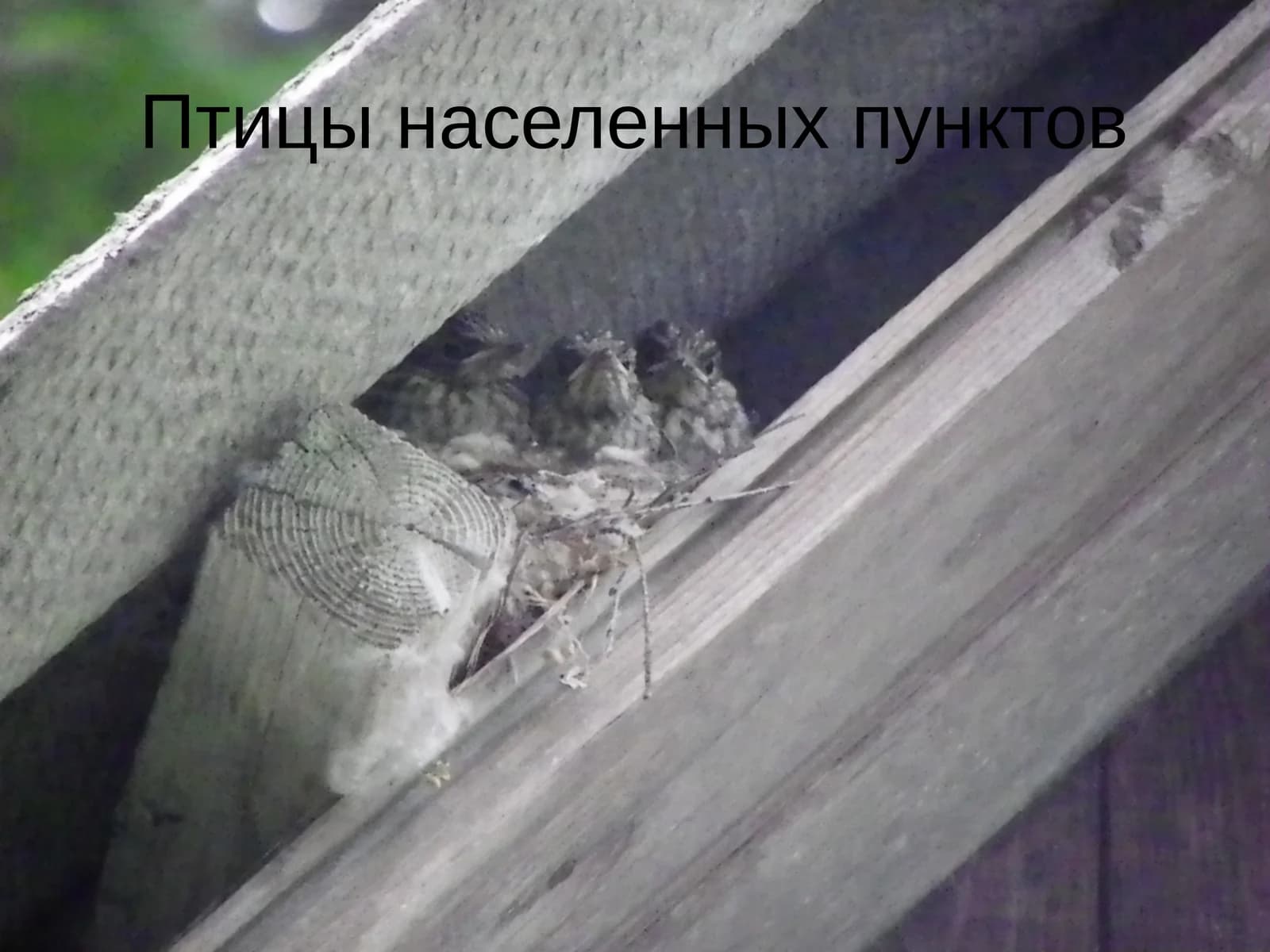 Птицы населенных пунктов