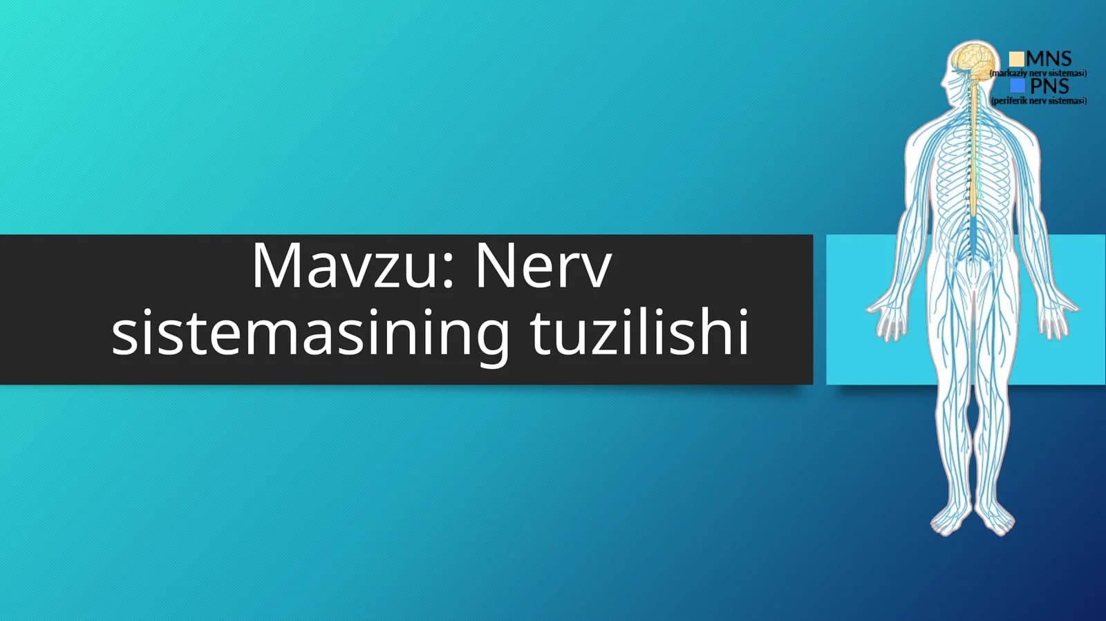 Nervsistemasining tuzilishi