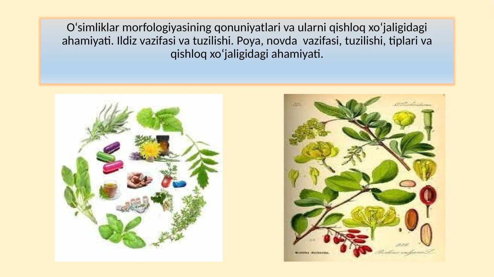 O‘simliklar morfologiyasi