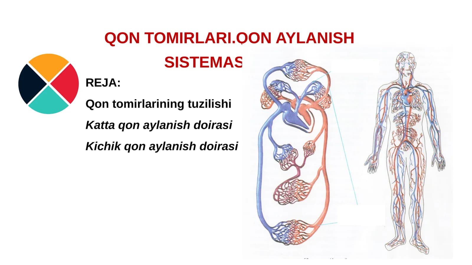 QQON TOMIRLARI.QON AYLANISH SISTEMASI