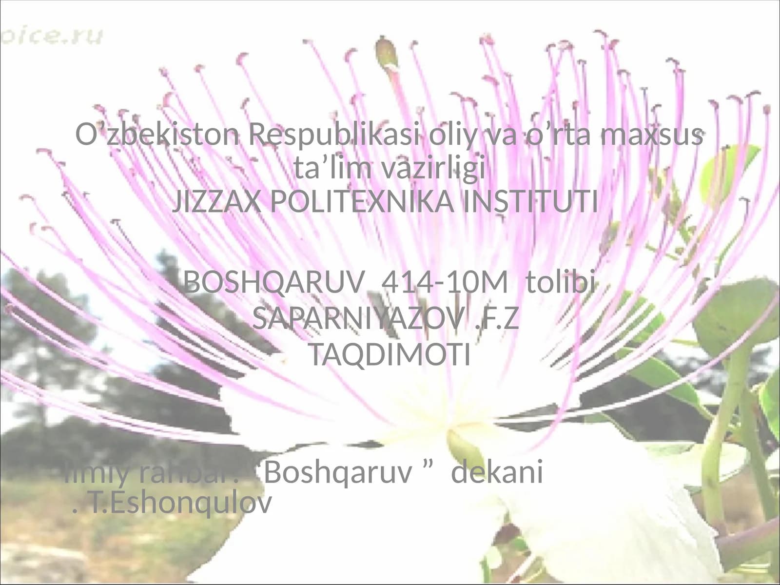 Kovil (Capparis spinosaL) tikanli buta