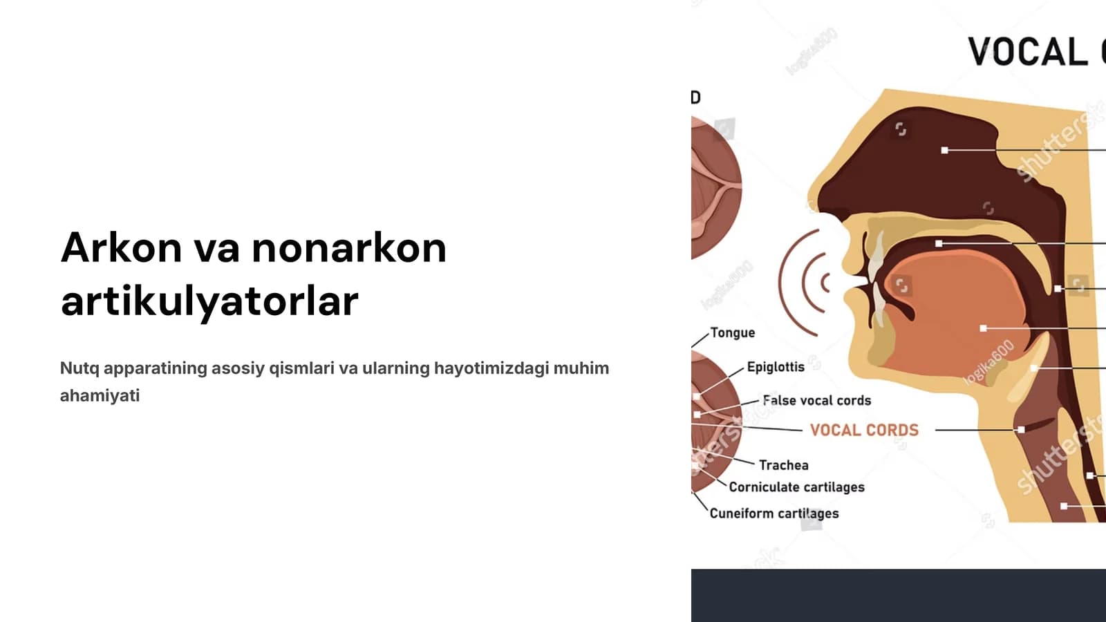 Arkon va nonarkor artikulyatorlar.