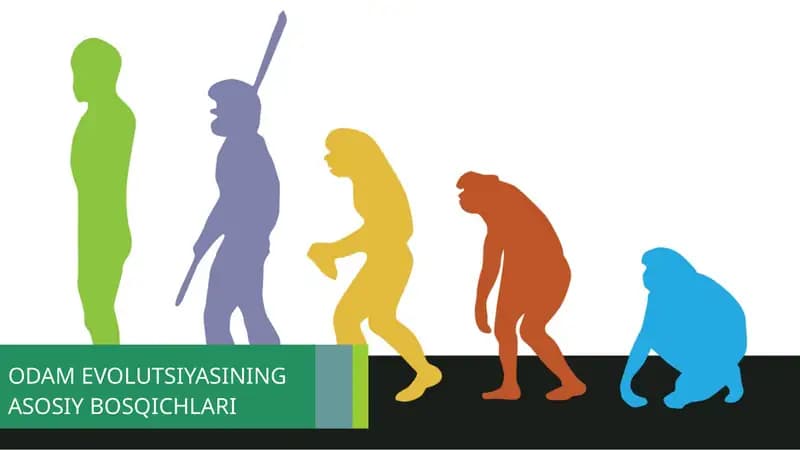 Odam Evolutsiyasining Asosiy Bosqichlari