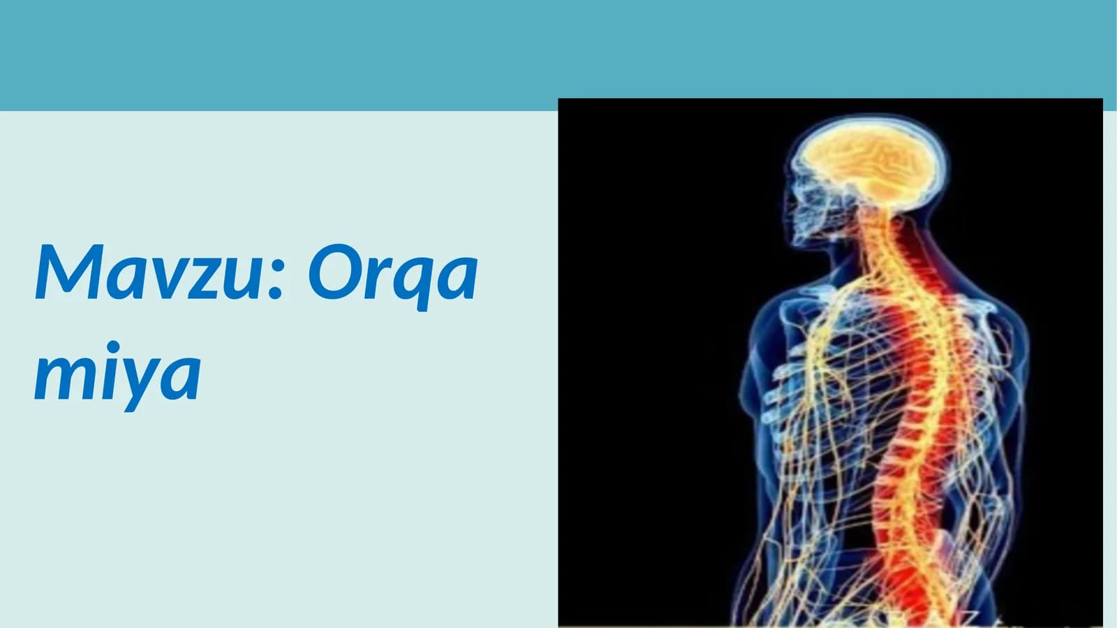 Orqa miya