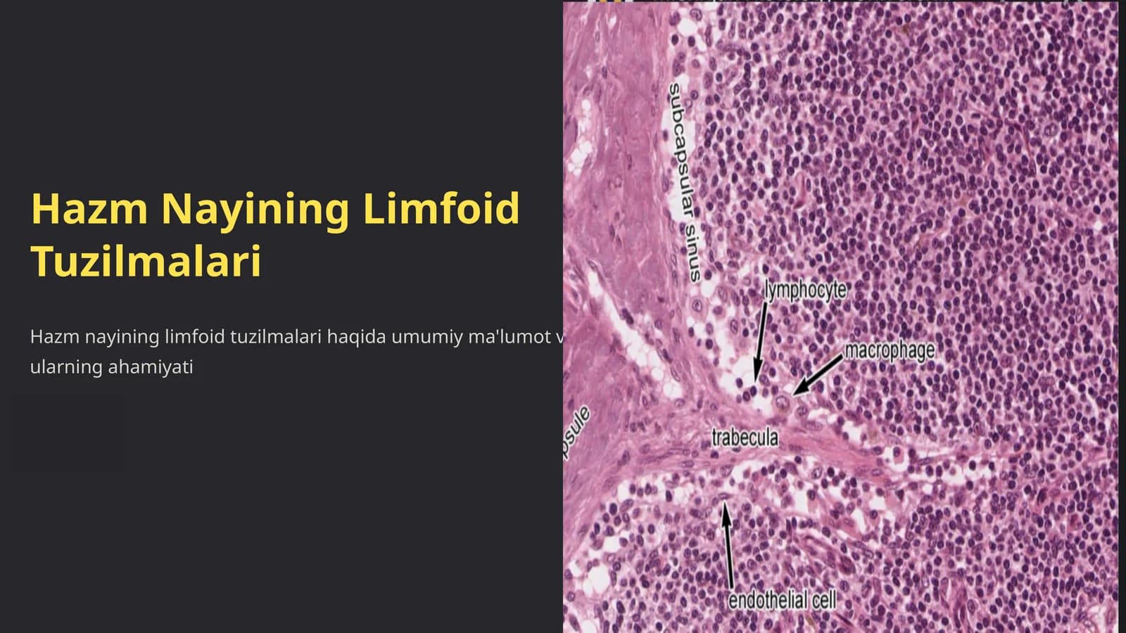 Hazm Nayining Limfoid Tuzilmalari