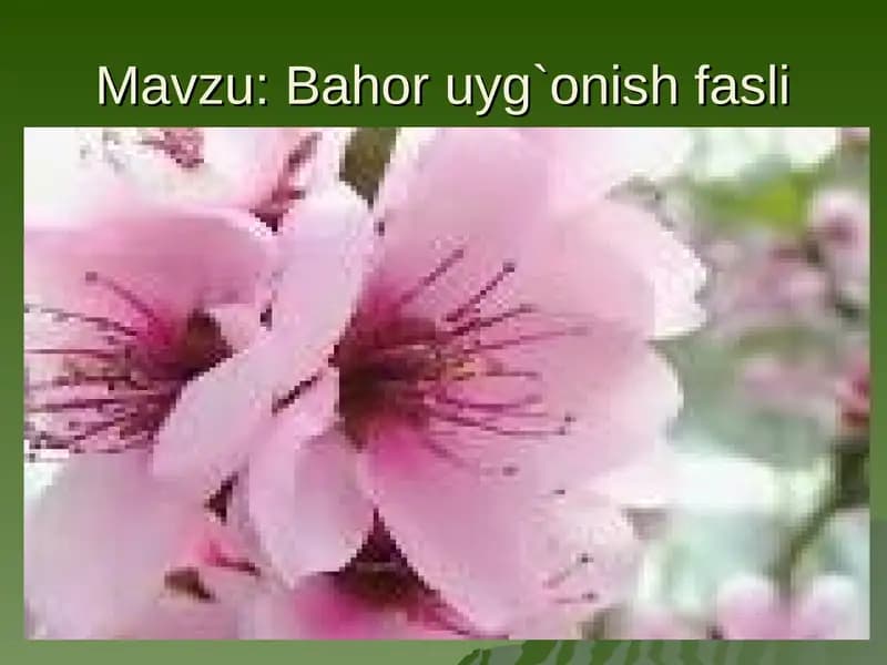 Bahor