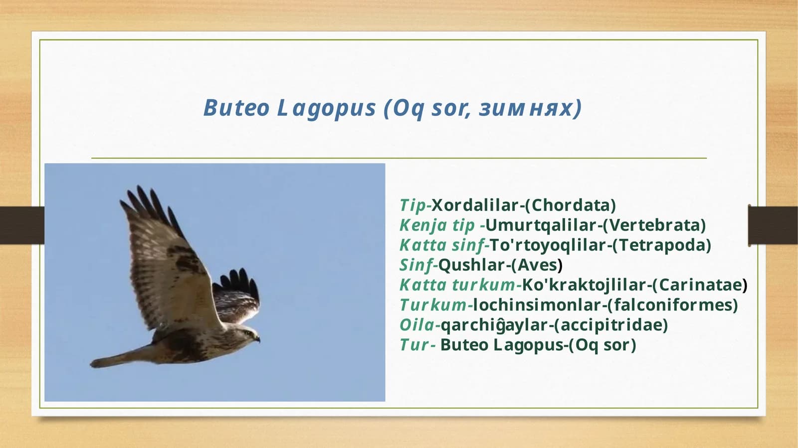 ButeoLagopus(Oqsor, зимнях)