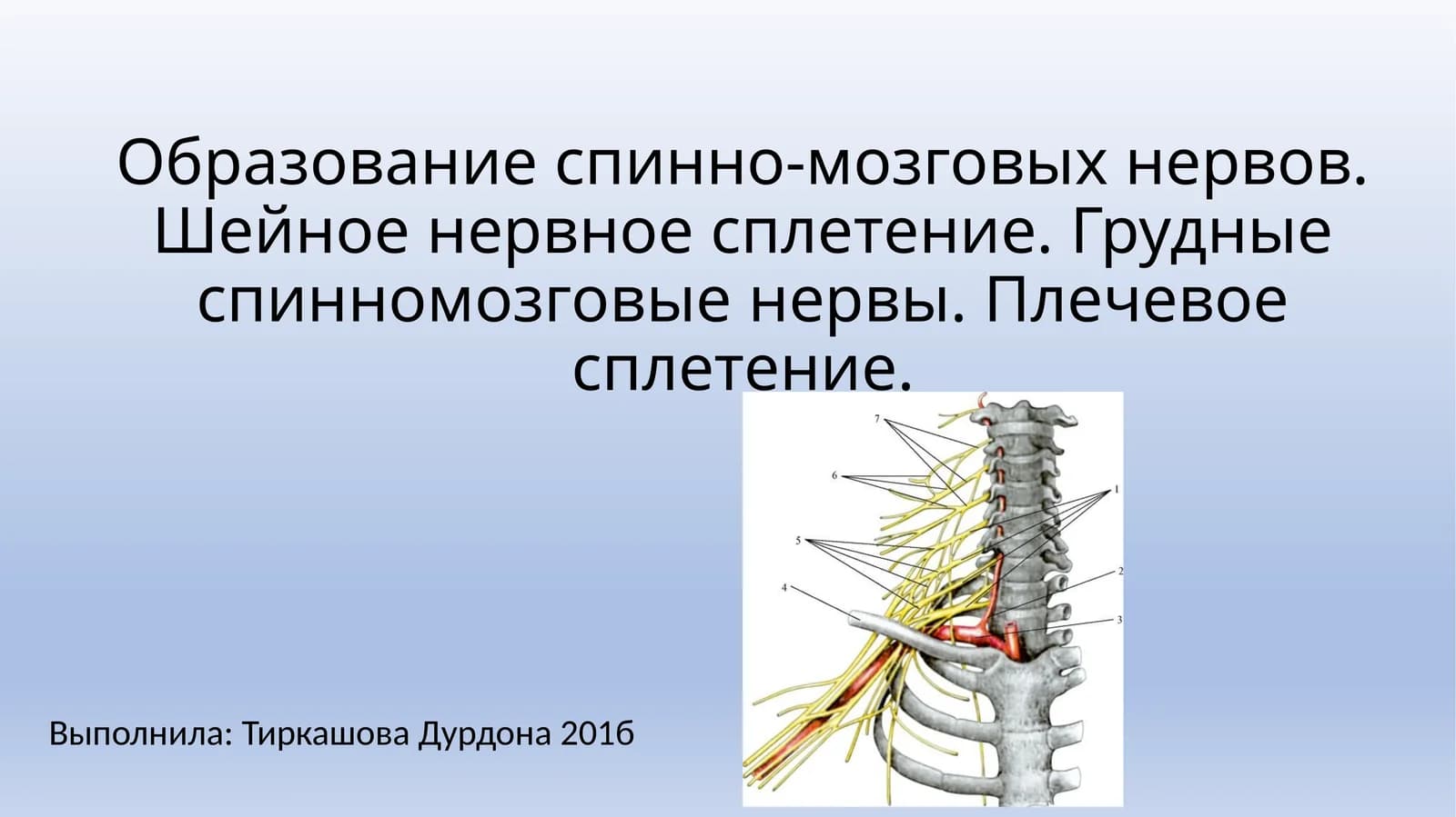 Образование спинно-мозговых нервов
