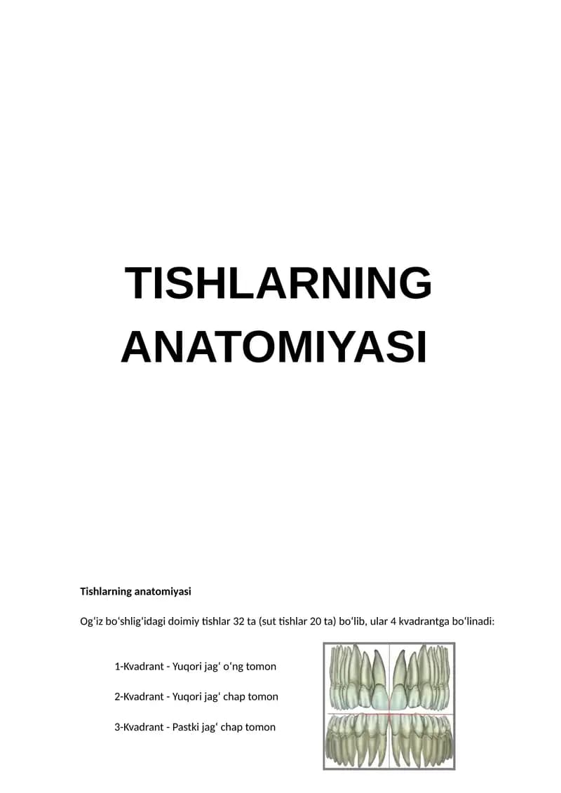 Tishlarning Anatomiyasi