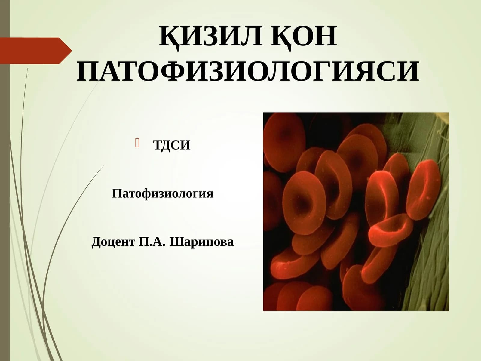 ҚИЗИЛ ҚОНПАТОФИЗИОЛОГИЯСИ