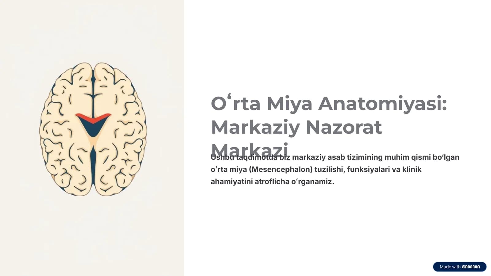 Oʻrta Miya Anatomiyasi: Markaziy Nazorat Markazi