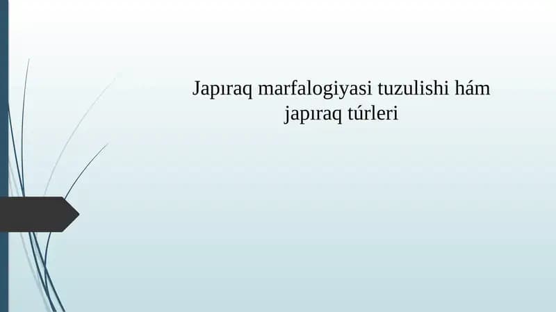 Japıraq marfalogiyasi tuzulishi