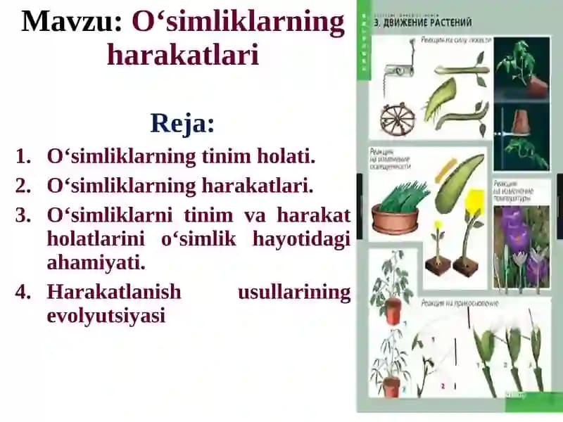 O‘simliklarning harakatlari