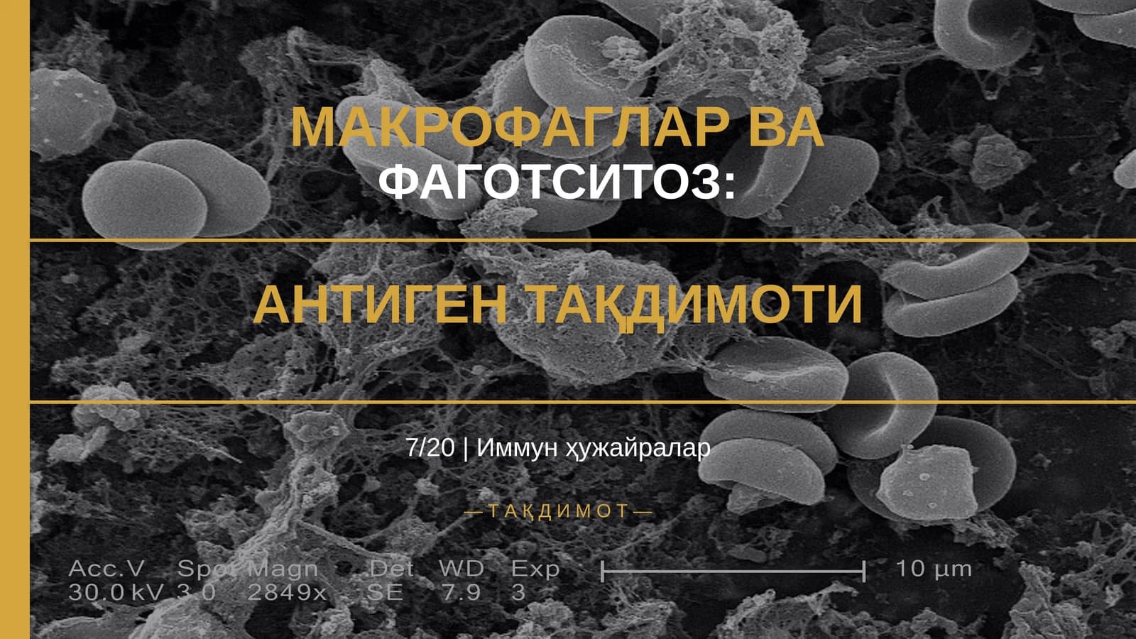 МАКРОФАГЛАР ВА ФАГОТСИТОЗ: АНТИГЕН ТАҚДИМОТИ