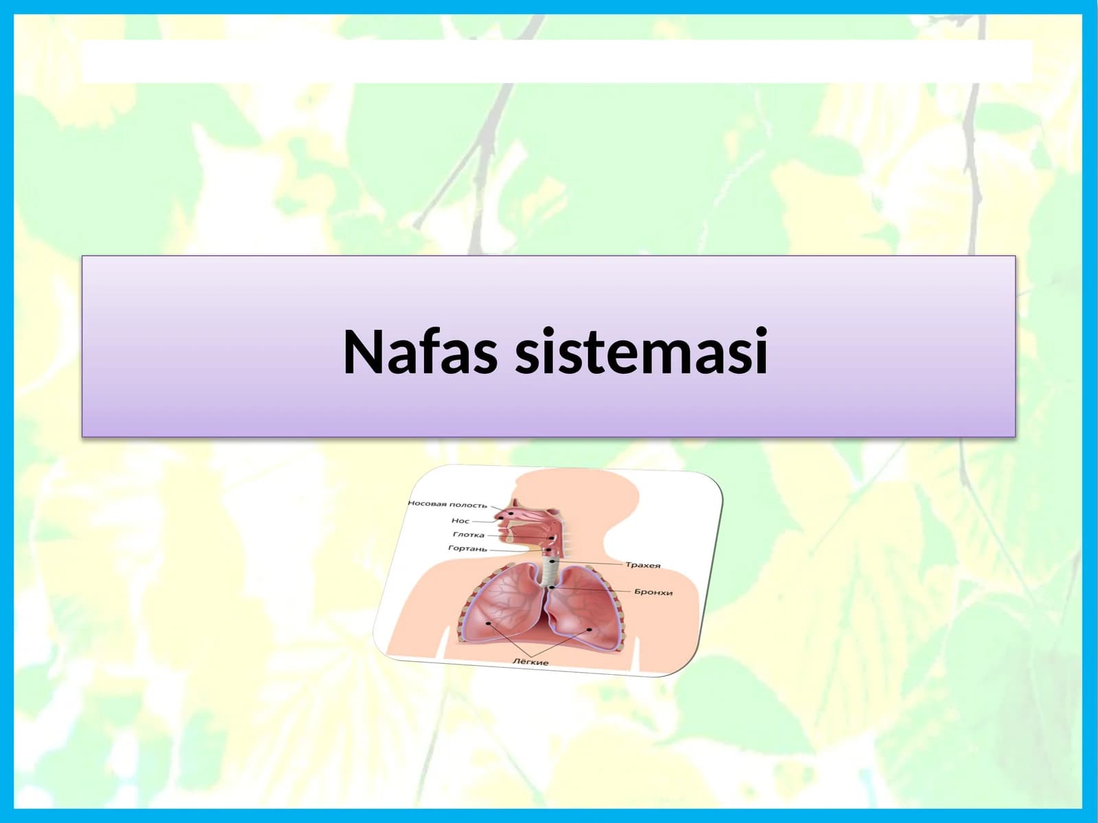 Nafas sistemasi