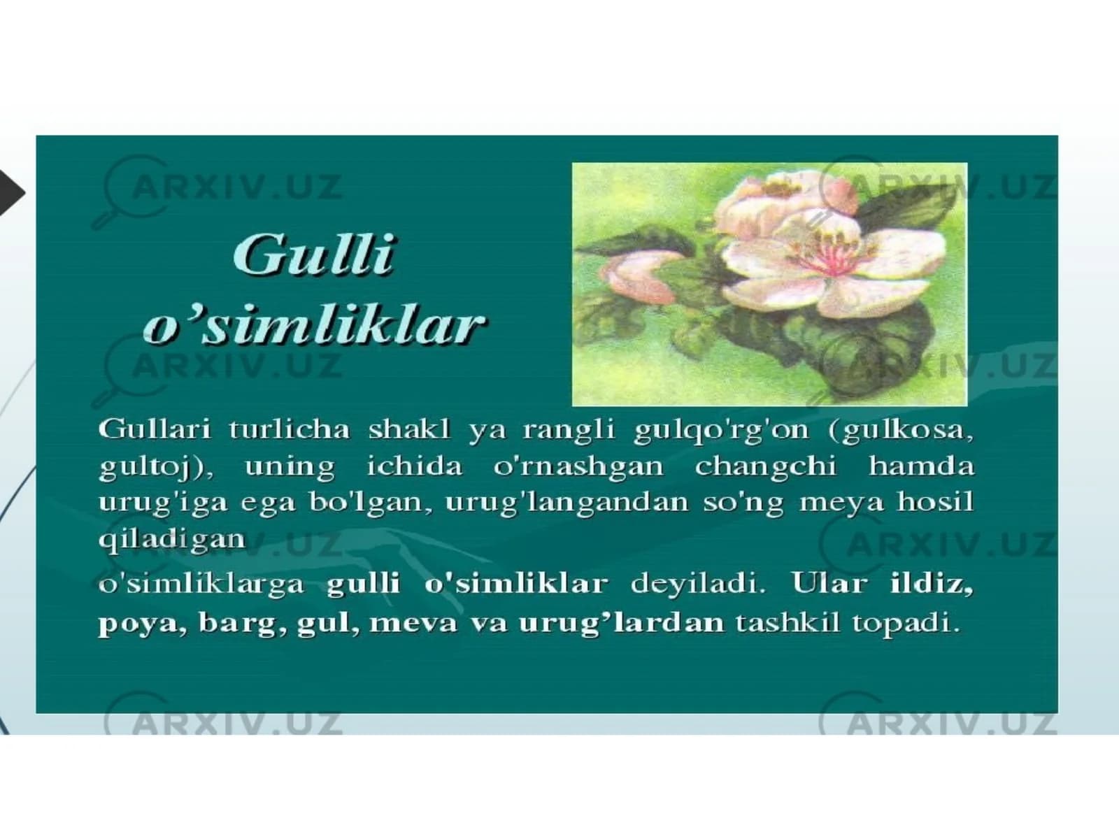 Gulli o'simliklarning kelib chiqishi
