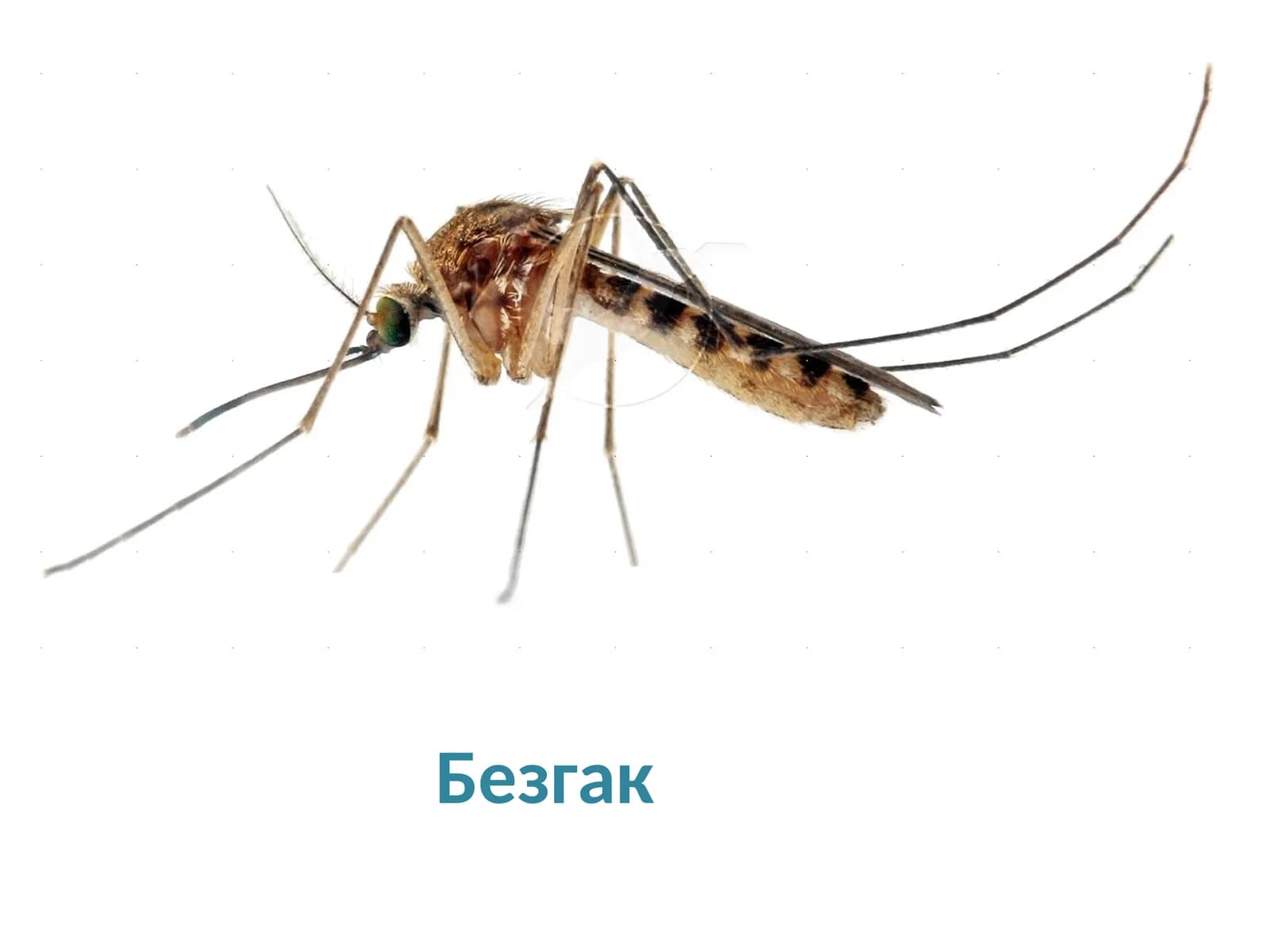 Безгак