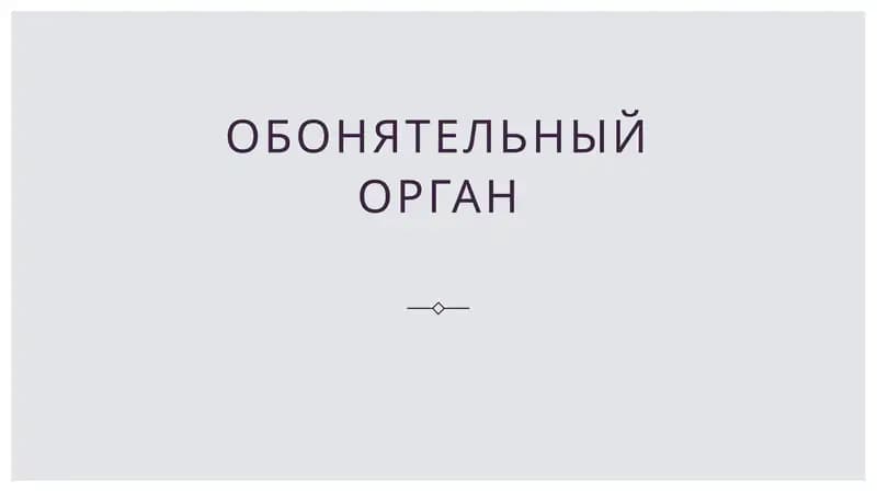 обонятельный орган