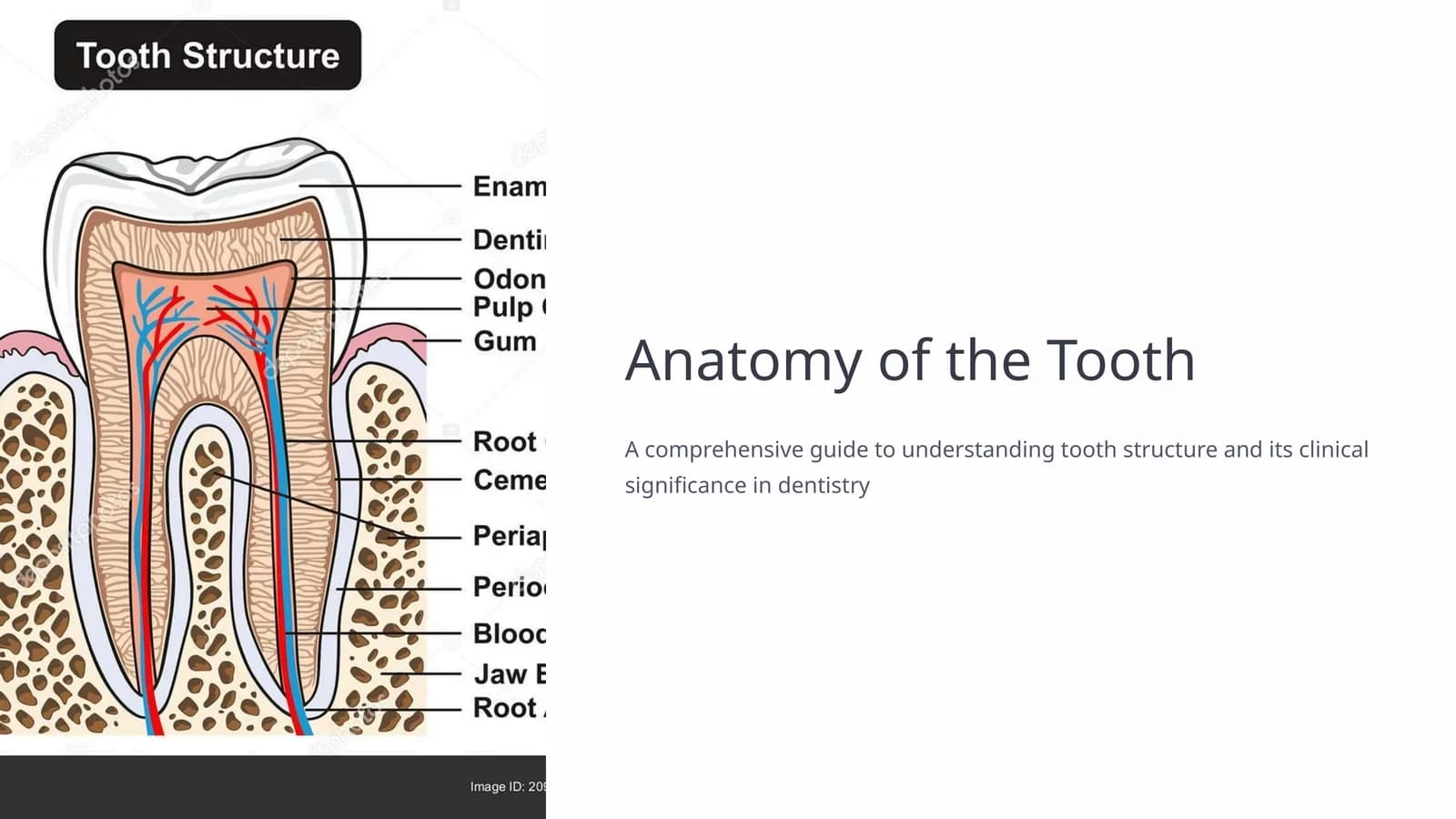 Anatomy of the Tooth