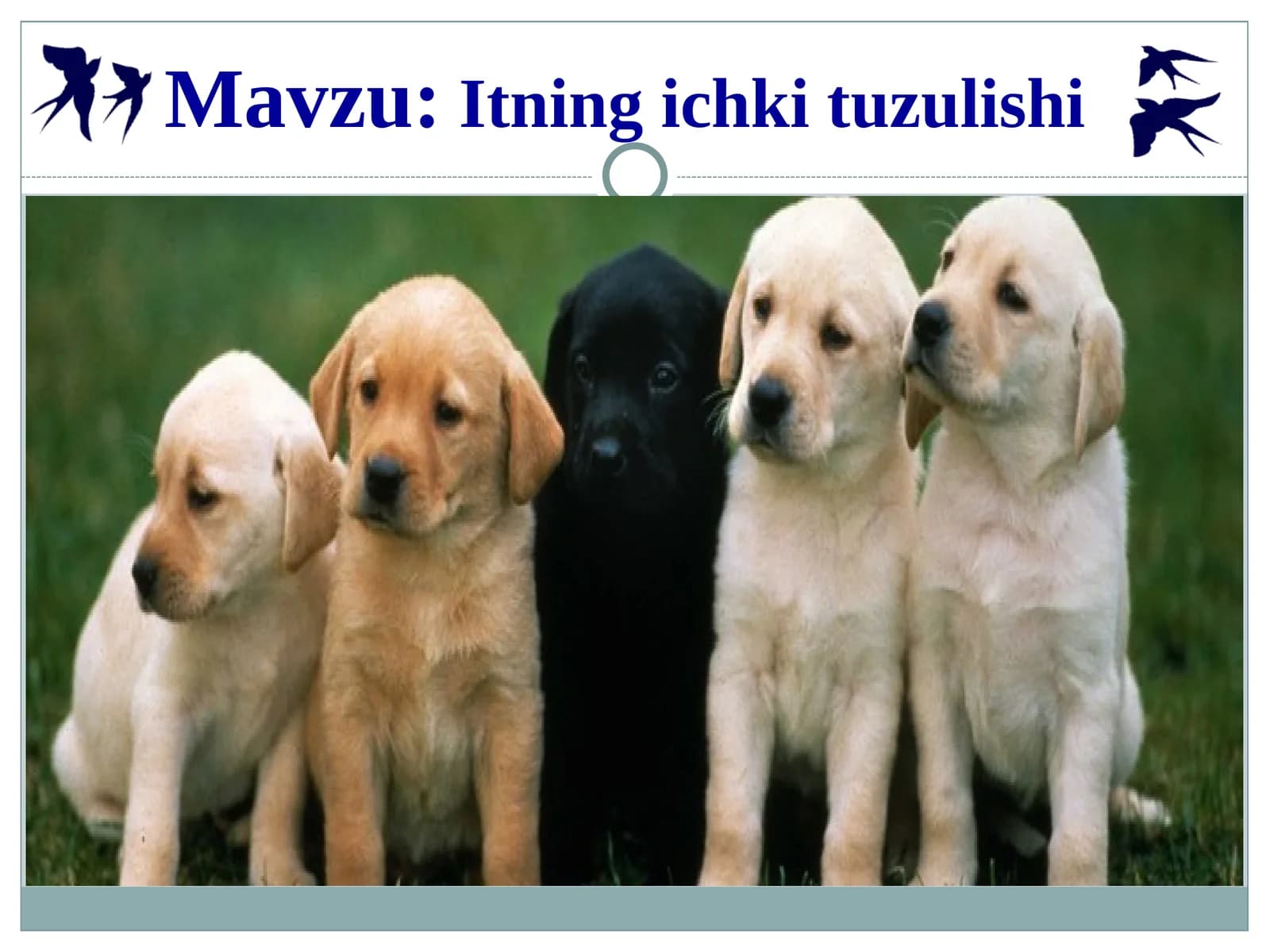 Itning ichki tuzulishi