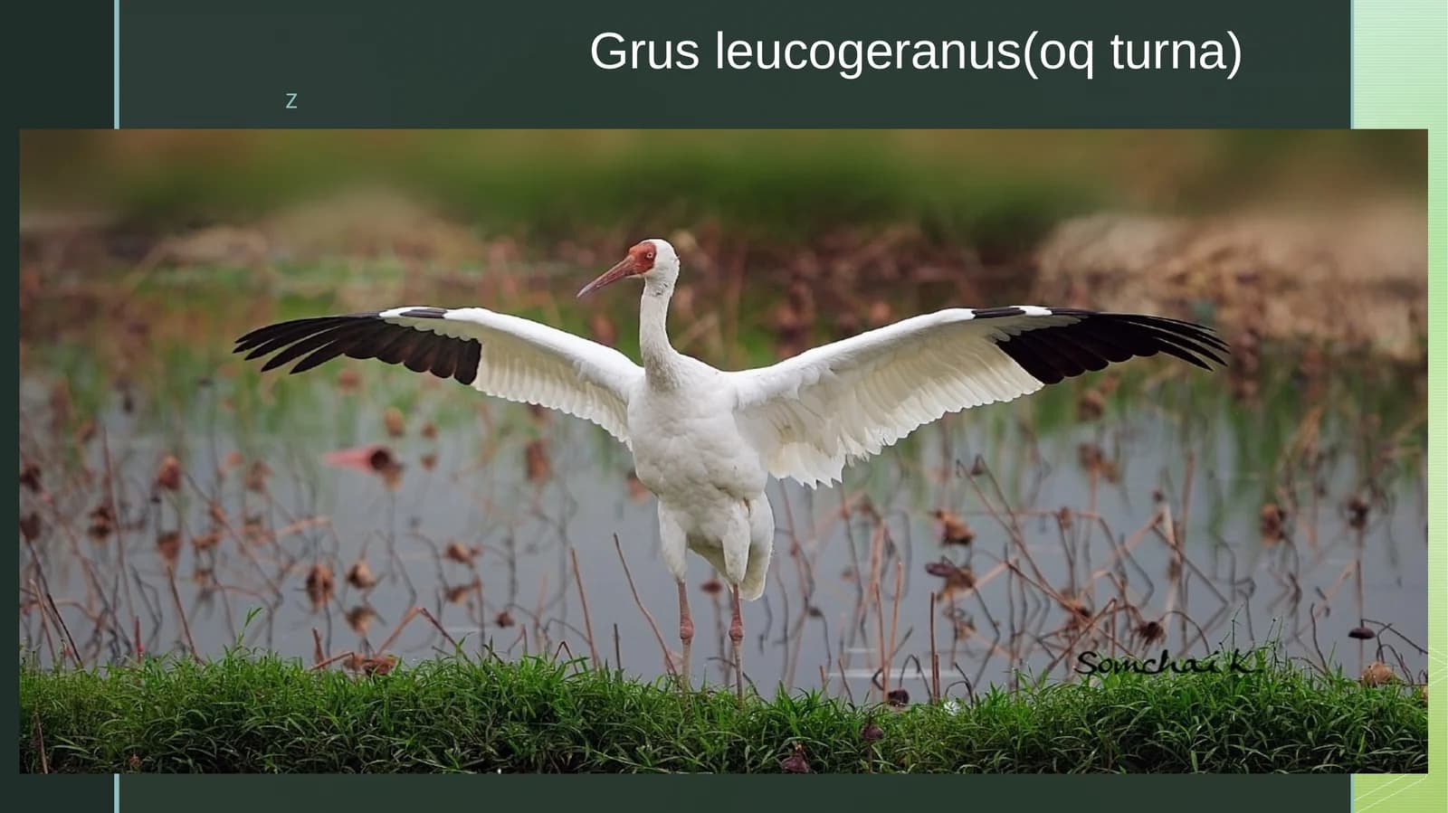 Sibir krani (Leucogeranus leucogeranus)