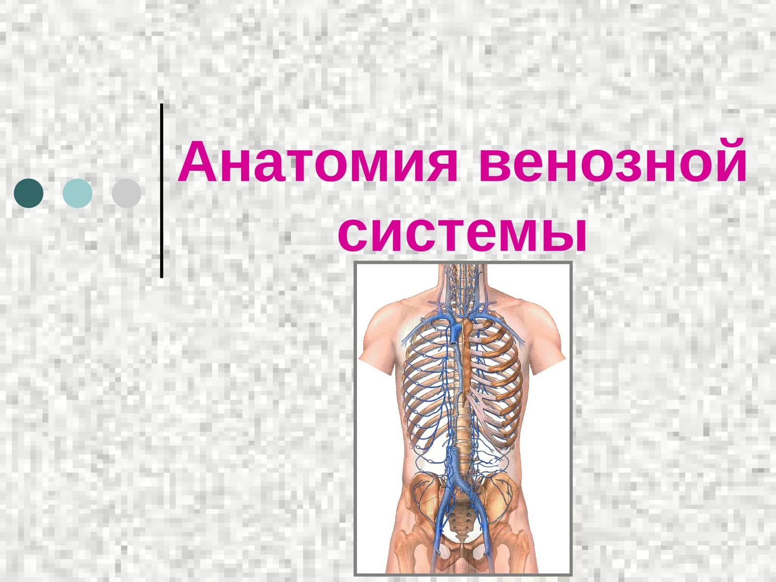 Анатомия венозной системы
