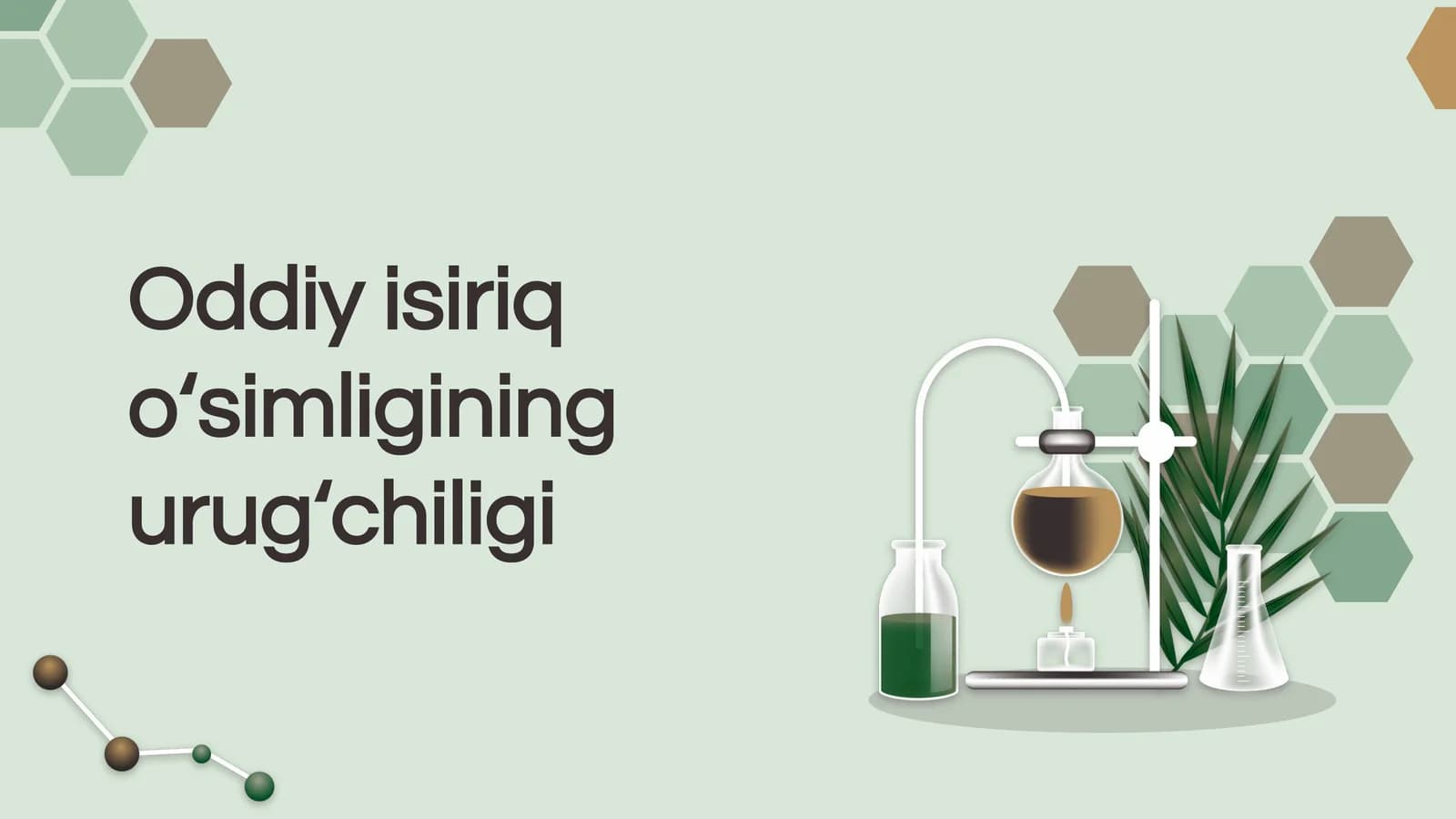 Oddiy isiriq o‘simligining urug‘chiligi