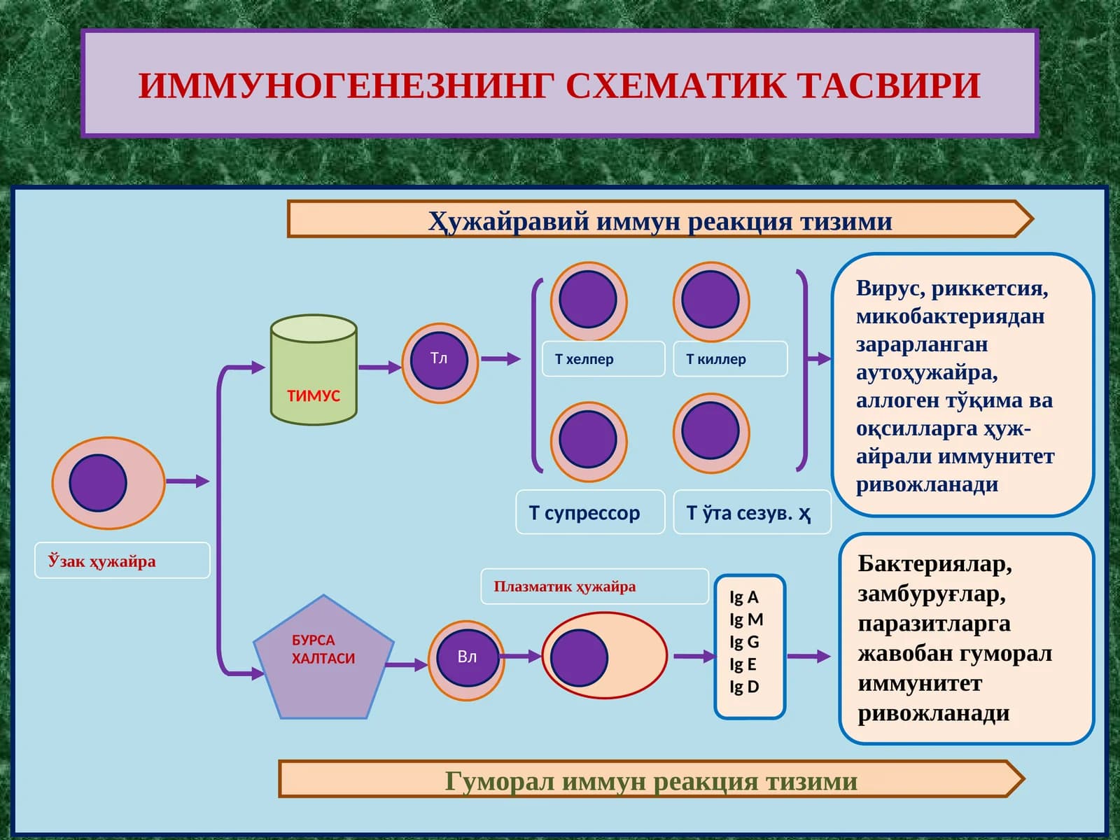 ИММУНОГЕНЕЗНИНГ СХЕМАТИК ТАСВИРИ