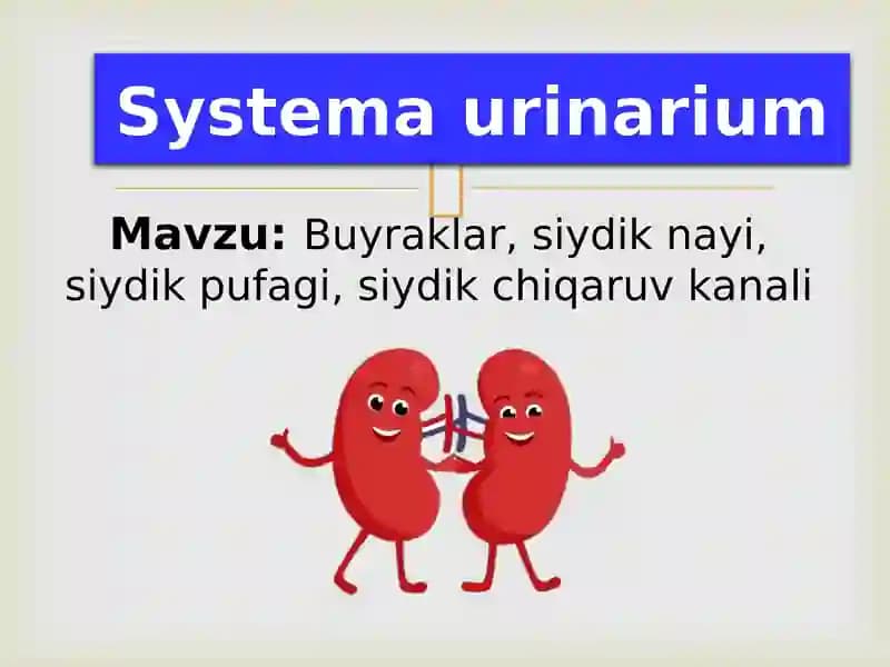 Systemaurinarium