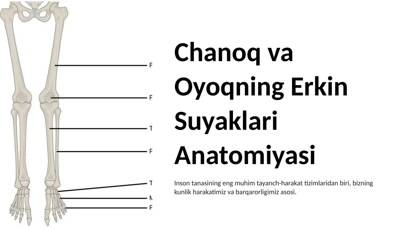 Chanoq va Oyoqning Erkin Suyaklari Anatomiyasi