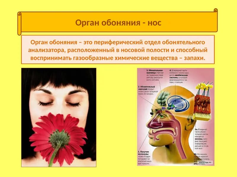 Орган обоняния - нос