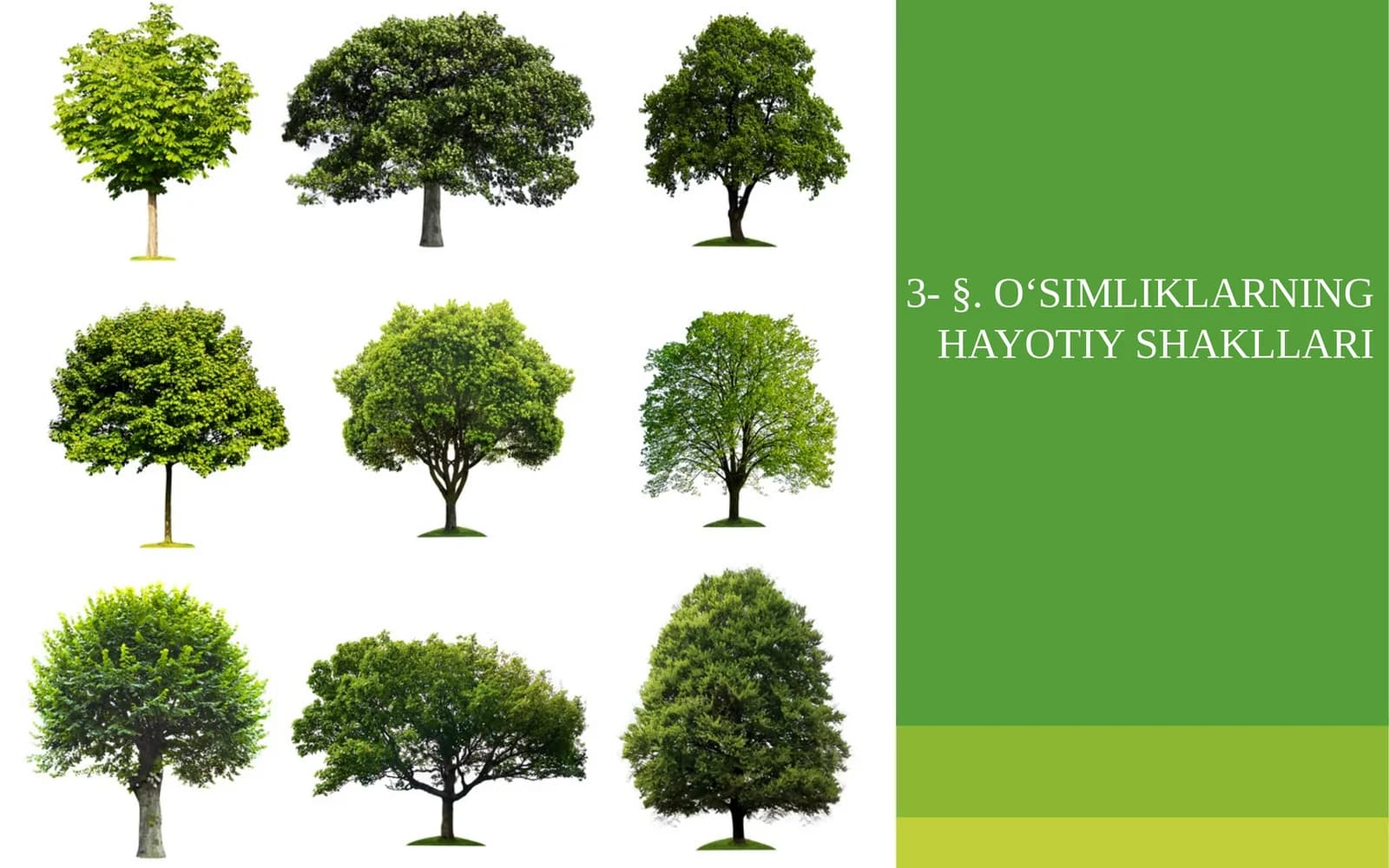 O‘SIMLIKLARNING HAYOTIY SHAKLLARI