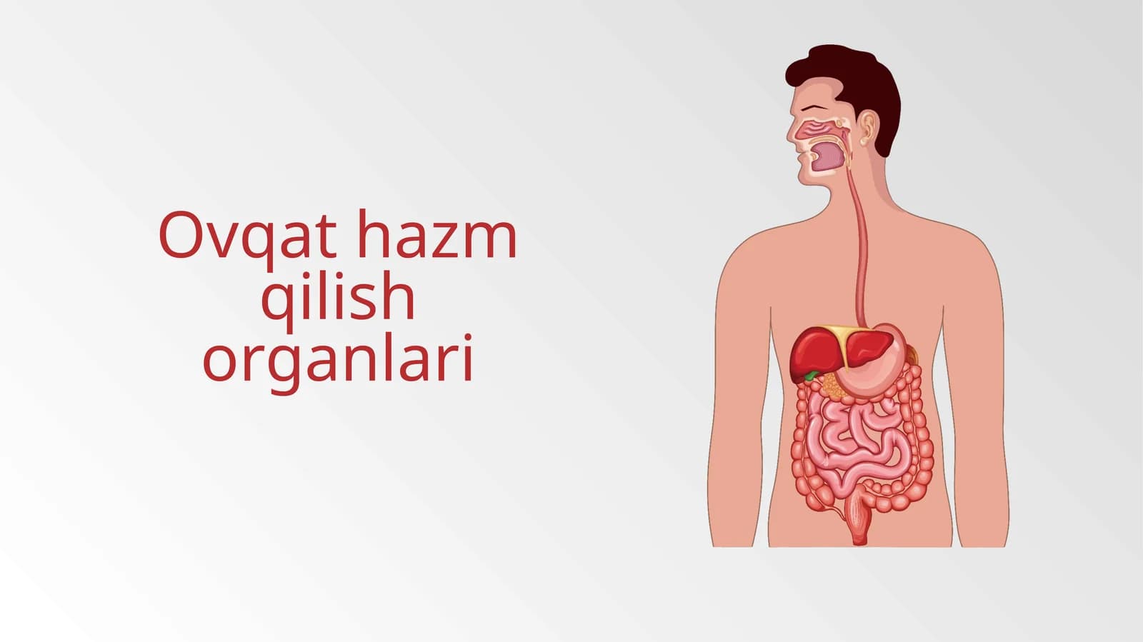 Ovqathazmqilishorganlari