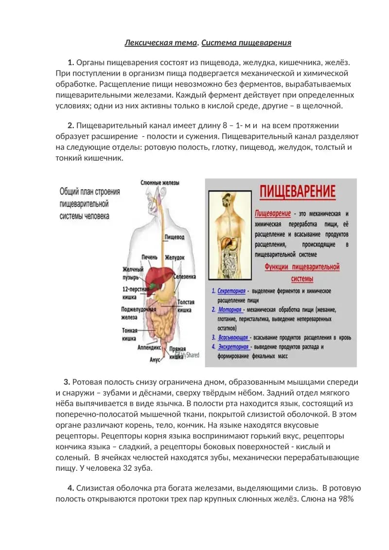 Система пищеварения
