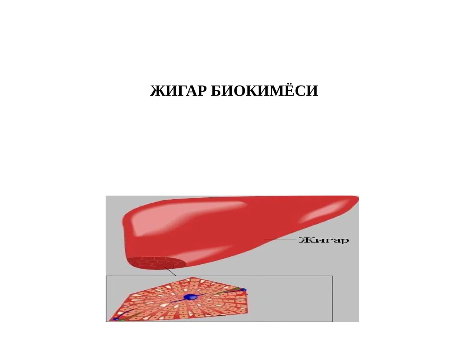 Жигар биохимияси
