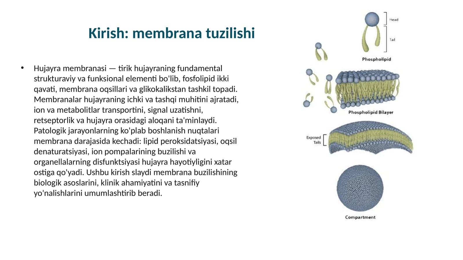 Hujayra membranasi