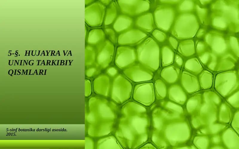 HUJAYRA VA UNING TARKIBIY QISMLARI