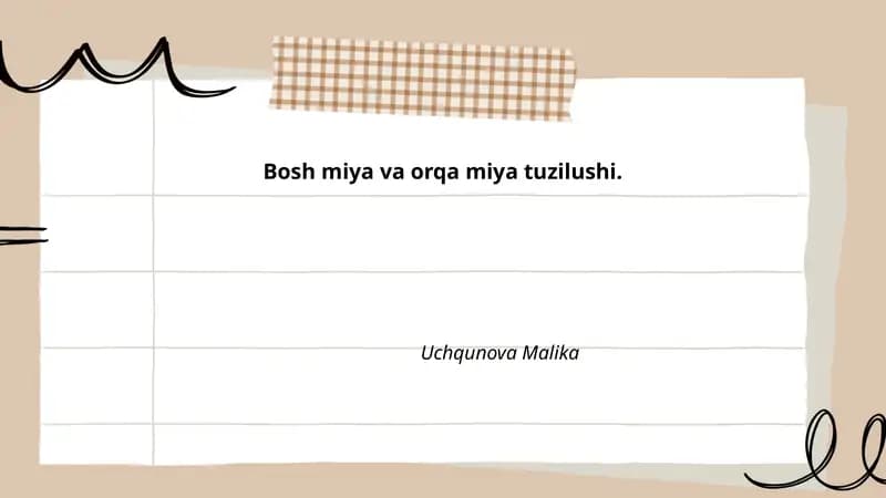 Bosh miya va orqa miya tuzilushi.