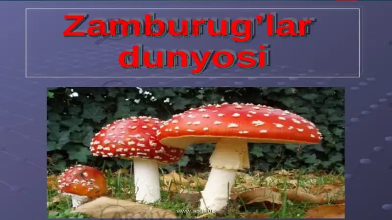 Zamburug‘larning tuzilishi