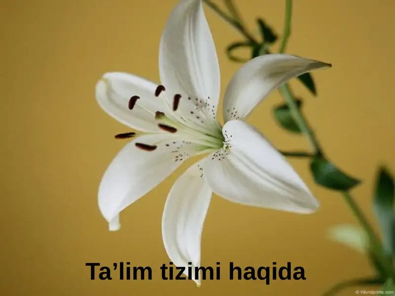 Ta’lim tizimi haqida