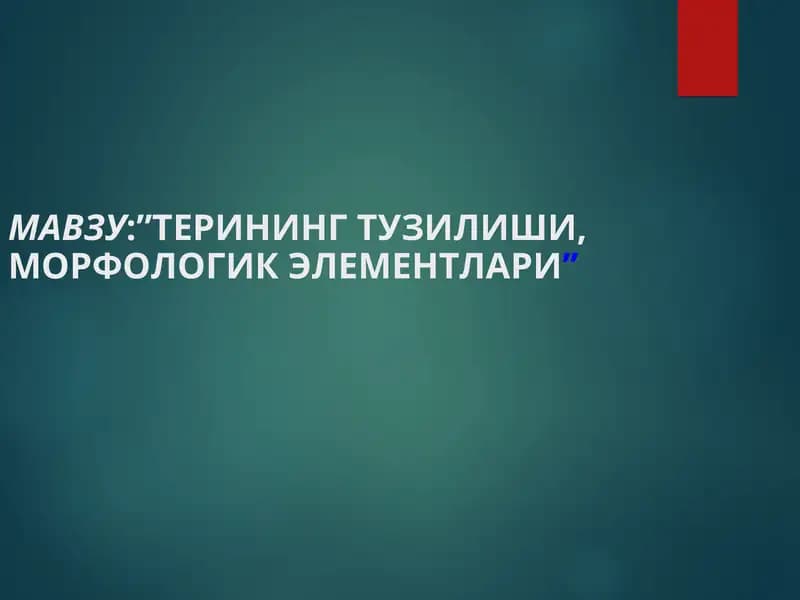 TERINING TUZILISHI VA MORFOLOGIK ELEMENTLARI