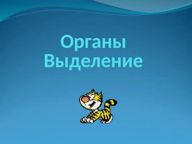 Органы Выделение