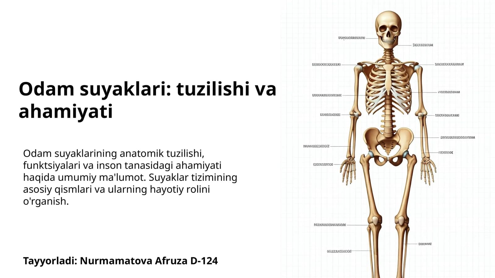 Odam suyaklari: tuzilishi va ahamiyati