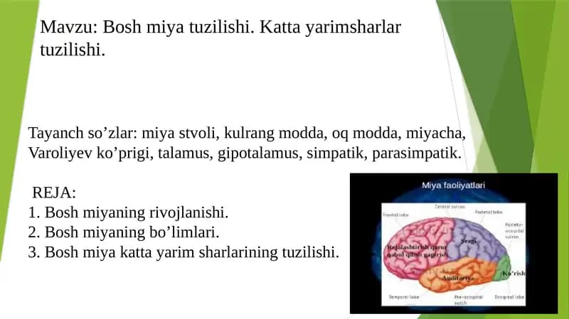 Bosh miya tuzilishi. Katta yarimsharlar tuzilishi.