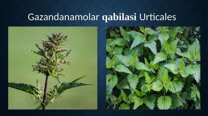 Gazandanamolar qabilasi Urticales