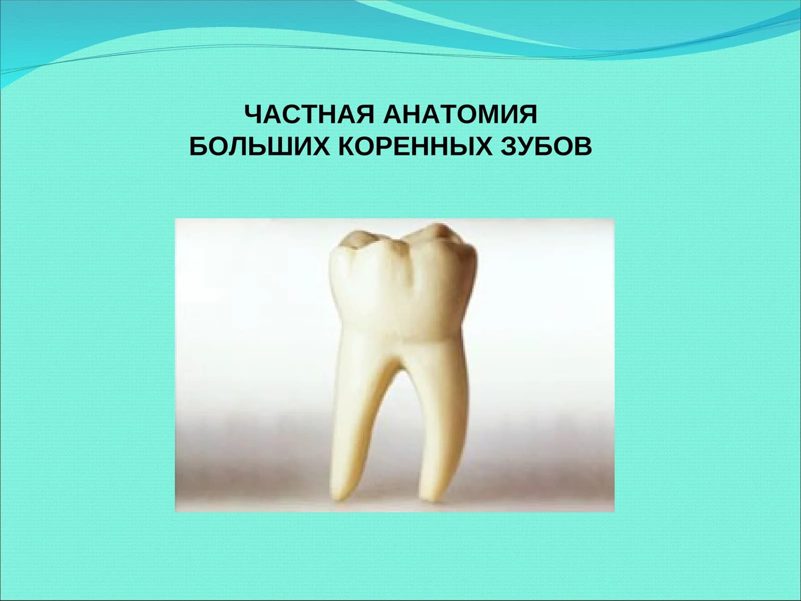 БОЛЬШИХ КОРЕННЫХ ЗУБОВМОЛЯРЫ (DENTES MOLARES)