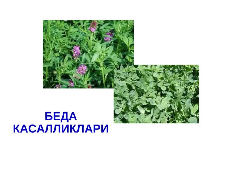 Беда Касалликлари