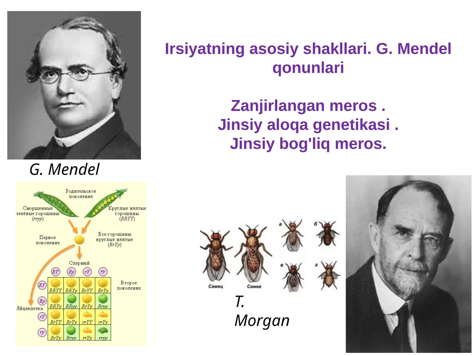 Irsiyatning asosiy shakllari.G. Mendel qonunlari